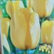 TULIP GOLDEN PARADE 7PP