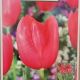 TULIP YOSEMITE 7PP