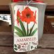 AMARYLLIS RED LION IN SILVER P