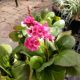 BERGENIA MISS PIGGY #1.5