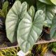 ALOCASIA 6