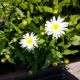 LEUCANTHEMUM  ANGEL DAISY #1.5