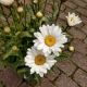 LEUCANTHEMUM BETSY #1.5