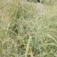 GRASS PANICUM PRAIRIE WINDS NIAGARA FALLS #3