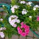 PHLOX FRECKLE PINK SHADES #1.5