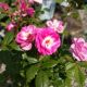 ROSA RISE UP LILAC DAYS #2