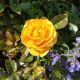 ROSE JULIA CHILD #3