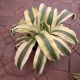 DRACAENA 10