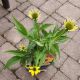 ECHINACEA S SUMMER SOLSTICE #1
