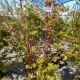 MAPLE JAP CORAL BARK #7