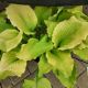 HOSTA  SHADOWLAND ECHO THE SUN #1