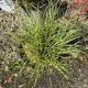 GRASS MISCANTHUS BANDWIDTH #2