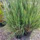 GRASS SCHIZACHYRIUM HA HA TONKA #2