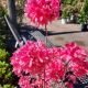 AZALEA ROSY LIGHTS #3