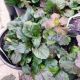 AJUGA BRONZE BEAUTY #1