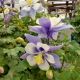 AQUILEGIA EB BLUE WHITE #1