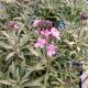 ERYSIMUM L BOWLES MAUVE 4.5