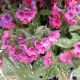 PULMONARIA SHRIMPS ON THE BARBIE #1