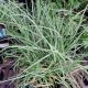 GRASS CAREX BLUE ZINGER #1