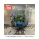 HYDRANGEA E .SUMMER POPSTAR #3
