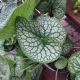 BRUNNERA JACK OF DIAMONDS #1
