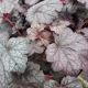 HEUCHERA GRAPE EXPECTATIONS #1