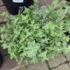 NEPETA JUNIOR WALKER #2