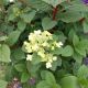 HYDRANGEA LITTLE QUICK #4J
