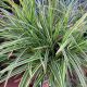 GRASS CAREX ICE DANCE #1.5