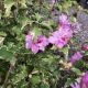 ROSE OF SHARON SHOWTIME #3