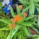 ASCLEPIAS TUBEROSA 6