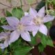 CLEMATIS FILIGREE #1