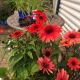 ECHINACEA PANAMA RED #1