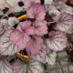 HEUCHERA CARNIVAL ROSE GRANITA#1