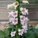 DIGITALIS CAMELOT LAVENDER #1.5