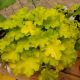 HEUCHERA LEMON LOVE #1.5