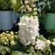 DELPHINIUM GUARDIAN WHITE #2