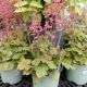 HEUCHERA NOR. EX. SIENNA #1.5