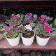 AFRICAN VIOLET 4
