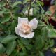 ROSA EE CHAMPAGNE WISHES #2