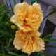 HEMEROCALLIS SILOAM PEONY DISPLAY #1