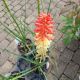 KNIPHOFIA ROCKETS RED GLARE #1