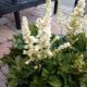 ASTILBE VISIONS IN WHITE #1