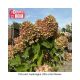 HYDRANGEA LITTLE LIME #10 TF