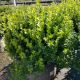 BOXWOOD NEW GEN FREEDOM #5