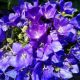 CAMPANULA PEARL DEEP BLUE #1