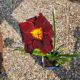 HEMEROCALLIS LONGFIELDS BLACK MAGIC #1