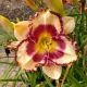 HEMEROCALLIS MOUSSAKA #1