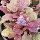 AJUGA BURGUNDY GLOW #1