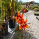 CROCOSMIA EMILY MCKENZIE #1